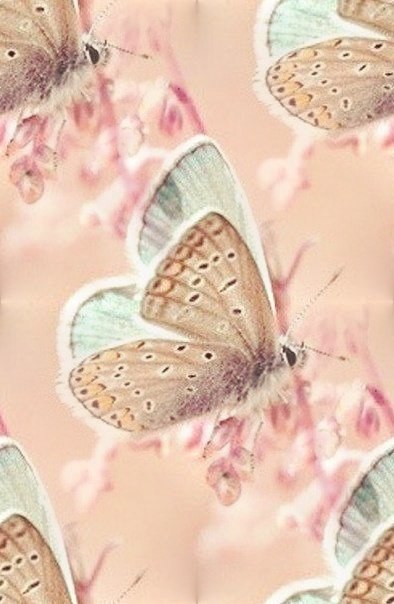 Бесшовные фоны с бабочками и насекомыми - Страница 2 WhyWHJb3XIo